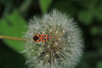 red pyrrhocoris apterus macro photo