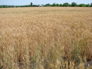 An unparalleled natural picture of ripening ears of barley under the rays of the morning June sun.