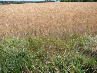 An amazing combination of colors of a ripe cereal field and lush steppe greenery on its border.