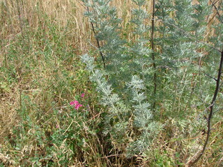 Fototapeta premium The natural beauty of the wild steppe of Zaporozhye will make everyone who has been there at least once fall in love with it.