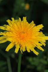 Calendula officinalis yellow flower macro photo