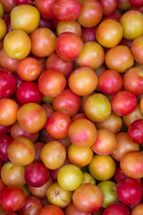 Plum