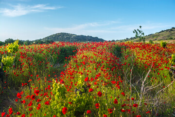 Poppy field