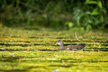 A moorhen on a pond