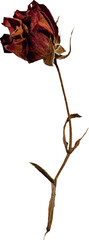 Dried red rose withered transparent background