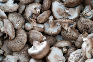 mushrooms on sale in the market
