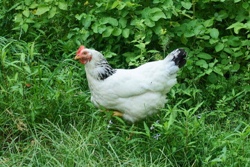 one domestic meat gray with feathers and a yellow beak and a red comb, a large chicken stands on the green grass outside during the day