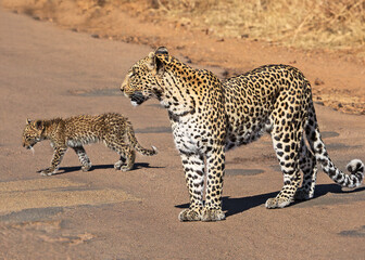 Leopard and cub crossing road