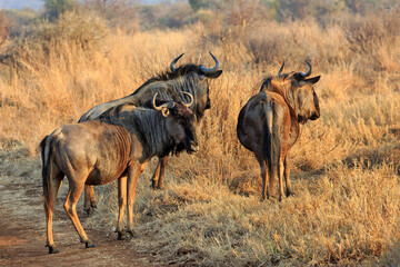Three wildebeest