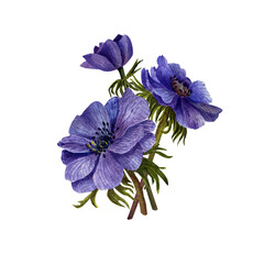 Watercolor floral illustration . Floral composition from flowers anemones