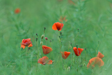 Fototapeta premium Close-up of the poppy in the field, Papaver rhoeas