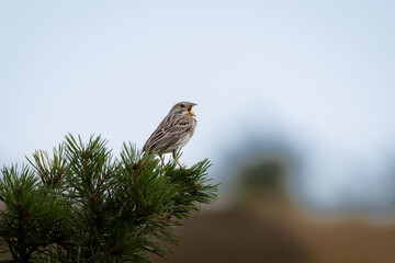 Singing gray ammer on a branch, Emberiza calandra