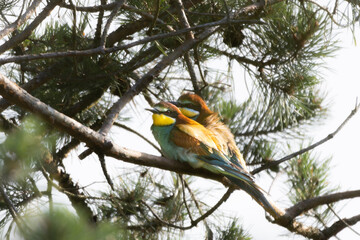 Bee-eater sitting on a branch, Merops apiaster