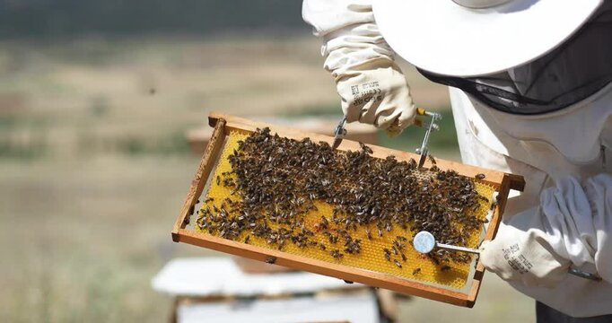 beekeeper working on a beehive