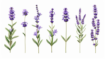 Naklejka premium Aesthetic watercolor of lavender flowers Delicate romantic pattern on a white background. Generative AI