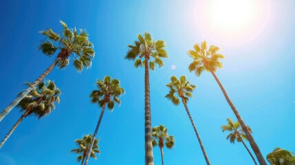 Tall palm trees under the clear blue sky symbolizing summer and tranquility