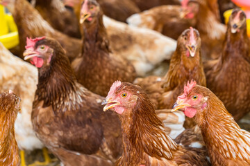 Female chickens in the chicken coop are raised to eat eggs. Eggs can be collected every day.