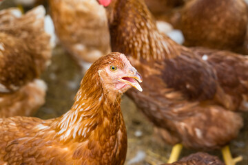 Female chickens in the chicken coop are raised to eat eggs. Eggs can be collected every day.