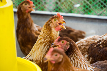 Female chickens in the chicken coop are raised to eat eggs. Eggs can be collected every day.