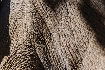 Close-up texture of elephant skin in natural light &ndash; detailed wrinkled surface