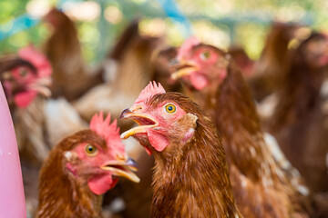 Female chickens in the chicken coop are raised to eat eggs. Eggs can be collected every day.