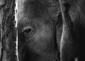 Close-up of an elephant's head with tears under its eye. Elephant close up with blurred background