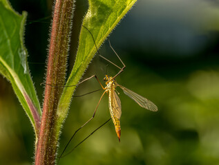 Crane fly on a garden plant