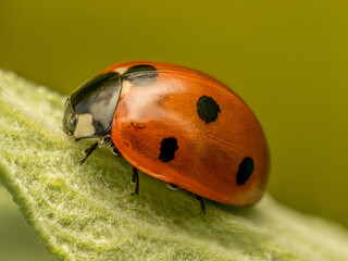 Ladybird on green leaf