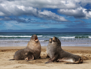 Fototapeta premium Wild sea lions