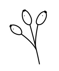A branch with berries of rosehip doodle vector illustration, isolated on white.