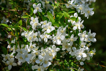 Philadelphus is a genus of shrubs from the Hydrangeaceae family . 