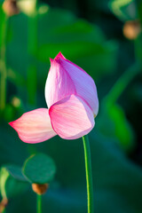 Obraz premium pink lotus flower