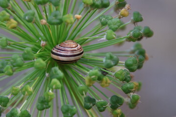 Snail on allium stem