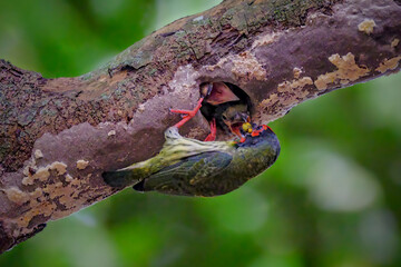 coppersmith barbet feeding the chick