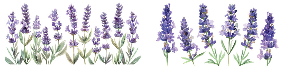 Obraz premium Delicate floral bouquet on white background. Spring summer banner template with lavender watercolor background.