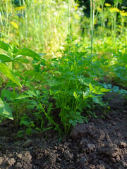 Fresh green parsley