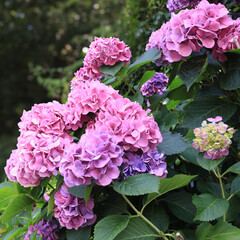 東京散歩　飛鳥山の満開の紫陽花