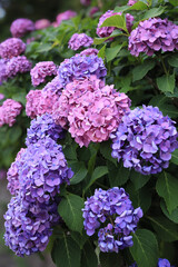 東京散歩　飛鳥山の満開の紫陽花