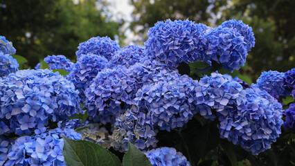 東京散歩　飛鳥山の満開の紫陽花