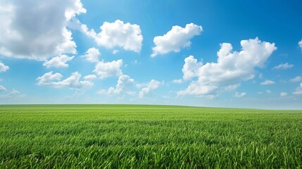 Fototapeta premium An empty green grass field with blue sky and white clouds
