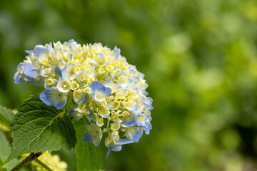 Hydrangea in Japanese Temple, Kamakura
