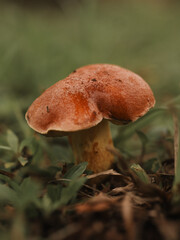 Small life of a Mushroom 
