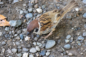 House sparrow stands on the ground