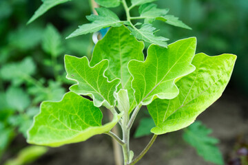 Eggplant leaves growing in the garden in summer. Organic cultivation.