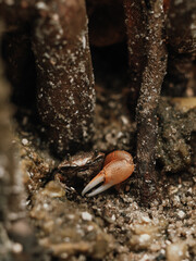 Fiddler Crab