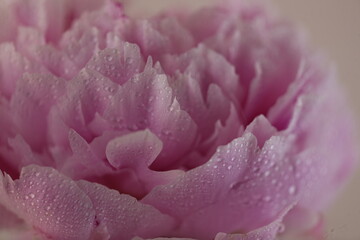 One pink peony With background and without background