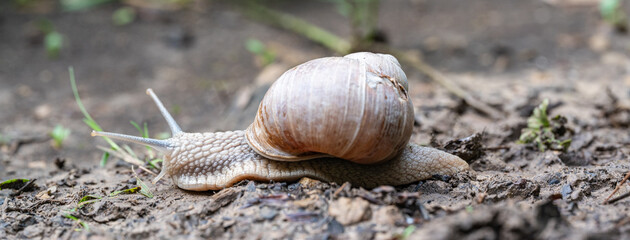 Weinbergschnecke seitlich