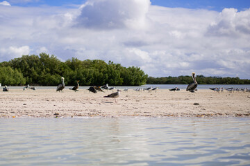 coastal seabirds sanderlings pelicans and cranes resting on a sandy shore island beach of gulf of Mexico