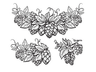 Vector hop sketch. Branch of hops cones with leaves. Design element for border or frame. Beer ingredient illustration.