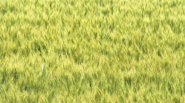 北海道千歳市の小麦畑 / Wheat field in Chitose City, Hokkaido